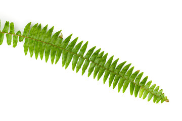 Green fern leaves  isolated on white background