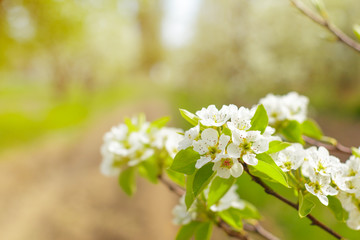 Cherry blossoms over blurred nature background