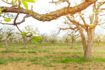 Fototapeta premium apple garden with blossoming trees