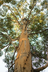Giant tree Gloucester Natinal Park