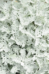 シルバーリーフ