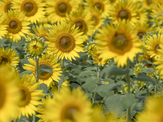 Obraz premium Sunflower field