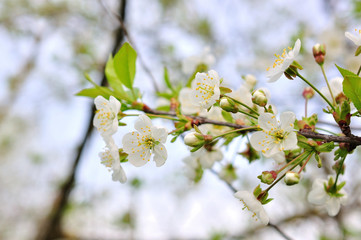 Spring Cherry blossoms, pink flowers.