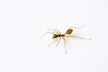 Close-up of ant, Bangalore , India