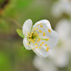 Spring Cherry blossoms, pink flowers.