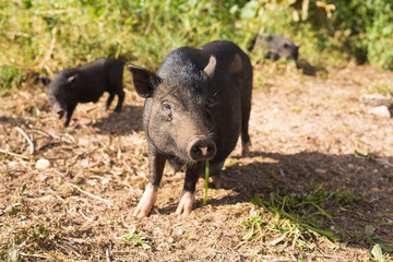 Wild black boar or pig close up. Wildlife in natural habitat