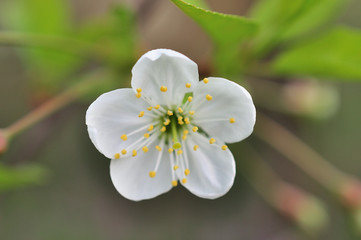 Spring Cherry blossoms, pink flowers.