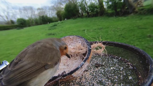 European robin feeding from an Insect Suet on a bird table in UK