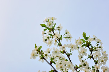 Spring Cherry blossoms, pink flowers.