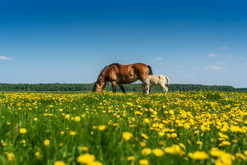 horse and foal graze on the field with dandelions