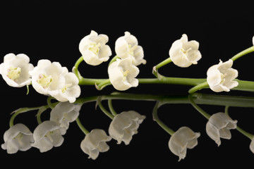 Single twig of spring flowers of Convallaria majalis isolated on black background, mirror reflection