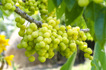 Star gooseberry fruit.