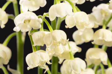 Spring flowers of Convallaria majalis isolated on black background, close up