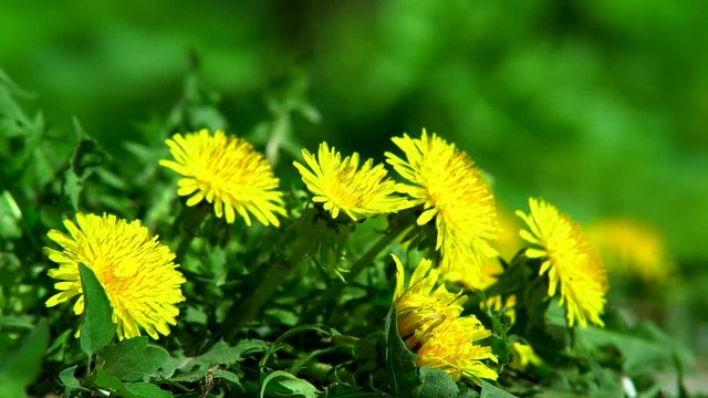 Yellow dandelion flowers blossomed in the spring park lawn on a warm day. Dandelion Flower Closeup. 4K.