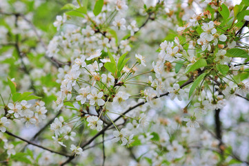 Spring Cherry blossoms, pink flowers.