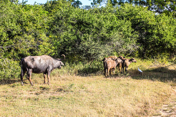 Srilanka Yala National Park Wild ox Herd