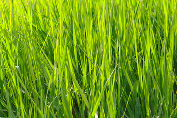 spring grass field
