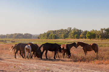 Fototapeta na wymiar Herd of wild horses.
