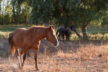 Fototapeta premium Horse grazing on the edge of the forest. In the background under the tree are three horses.