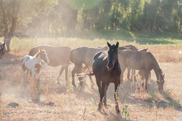 Fototapeta premium Herd of wild horses grazing in the meadow. With them grazing foal.