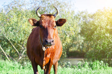 The cow is grazed on a pasture in the summer. Agriculture and livestock production.