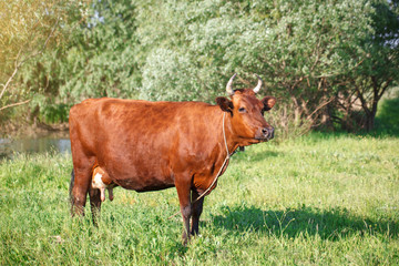 The cow is grazed on a pasture in the summer. Agriculture and livestock production.