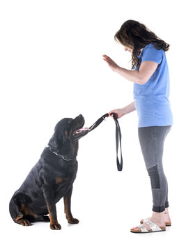 dog, owner and obedience