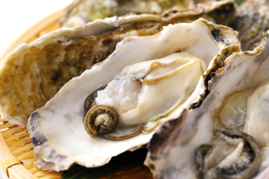 生牡蠣　Oysters