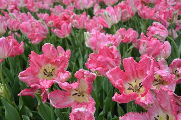 Obraz premium Tulips