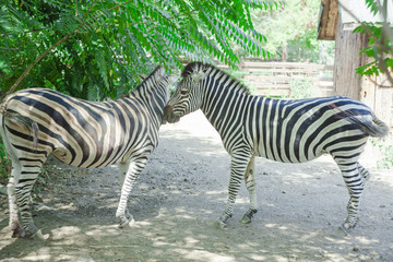 Fototapeta na wymiar two zebra animals at the zoo