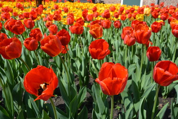 Obraz premium Tulips