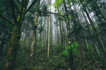 Fototapeta premium Nakasendo Trail, Japan