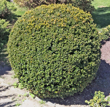 The bigl accurate trimmed like a ball  decorative garden bush