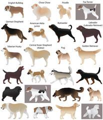 Collection of different breeds of dogs: fox terrier, siberian husky, chow chow, poodle, german shepherd, rottweiler, pug, english bulldog, labrador, golden retriever, central asian shepherd, akita