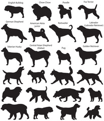 Collection of silhouettes of different breeds of dogs: fox terrier, siberian husky, chow chow, poodle, german shepherd, rottweiler, pug, english bulldog, labrador, golden retriever, american akita