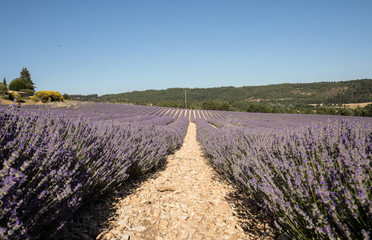 Fototapeta premium Lavender field in Provence, near Sault, France
