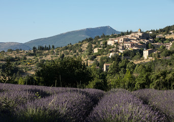 Fototapeta na wymiar a lavender field with the village of Aurel beyond, the Vaucluse, Provence, France
