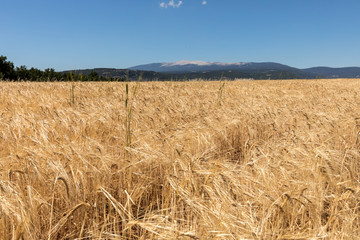 Cornfield and lavender fields near Sault and Mont Ventoux in the background. Provence, France
