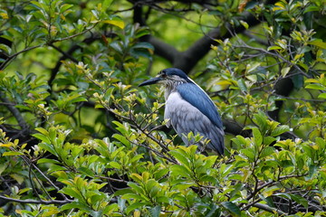 Common water bird in Hong Kong