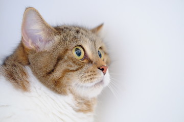 Cute big eye shorthair cat in brown and white color and tiger pattern	
