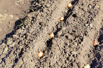 Close-up planting onions in row in vegetable garden. Gardening concept
