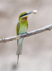Blue tailed bee eater