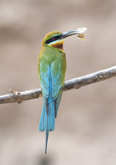 Blue tailed bee eater