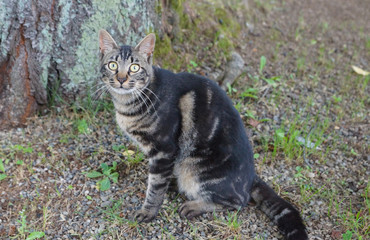 ねこ ネコ 猫 子猫 かわいい cat 仕草 日常