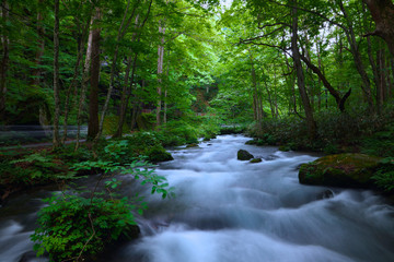 Obraz premium 夏 奥入瀬渓流 青森 避暑地 絶景