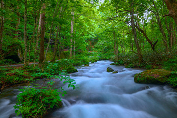 夏 奥入瀬渓流 青森 避暑地 絶景
