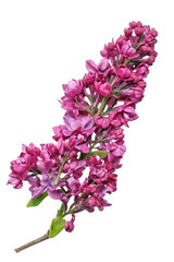 Flowers of dark  purple real lilac on small branch.