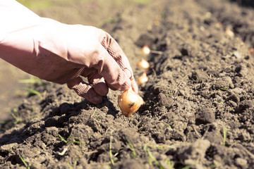 Hand of woman planting onion in the vegetable garden.