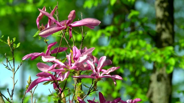 Beautiful pink and white flowers bloom of a magnolia. Frames of magnolia flowers. Sunlight shining with the flowers of a magnolia tree. Magnolias close-up in the garden in spring.