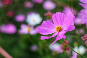 pink flower in the garden